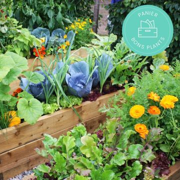 Panier bons plants graines