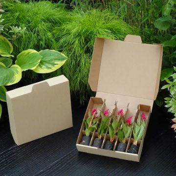 Panier Bons Plants spécial minimotte