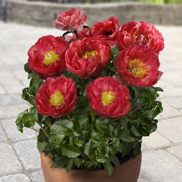 Pivoine Early Scout
