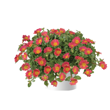 Portulaca Pazzaz Nano Hot Pink - Pourpier annuel
