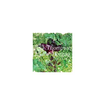 Salades à couper Fancy Summer Mix - Mesclun