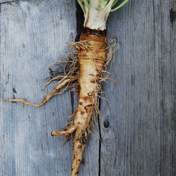 Salsifis Mammouth Bio - Ferme de Sainte Marthe