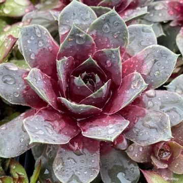 Sempervivum Chick Charms Giants Steel Appeal - Joubarbe