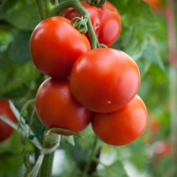 Tomate Agora F1 en plants