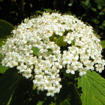 Viorne lantane -  Viburnum lantana