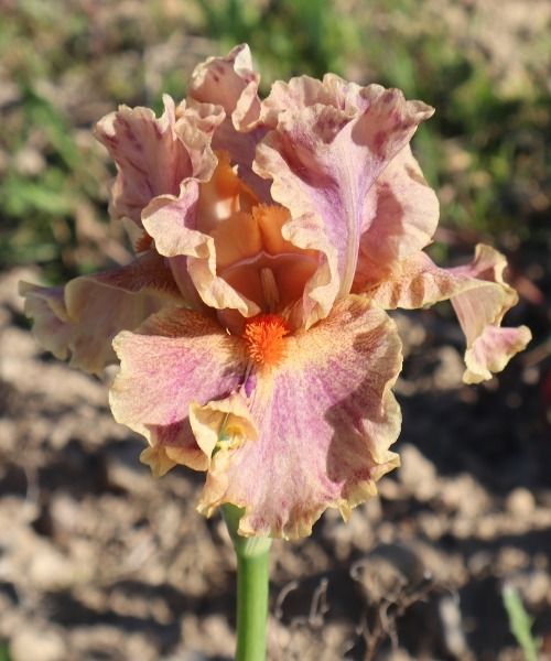 Nouveautés IRIS GERMANICA