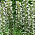 Acanthus - Acanthes