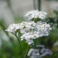 Achillea - Achillées