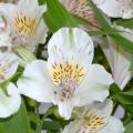 Alstroemères blanches