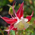 Aquilegia - Ancolies