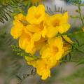 Arbustes exotiques à fleurs jaunes et orange