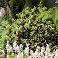 Arbustes pour petits jardins