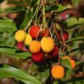 Arbutus - Arbousiers
