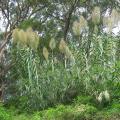 Arundo - Canne de Provence