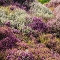 Bruyères par couleur de fleurs