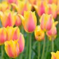 Bulbes à fleurs en promotion