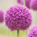 Bulbes à fleurs violettes, mauves, pourpres