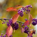 Callicarpa - Arbres aux bonbons