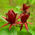 Calycanthus - Arbres aux anémones