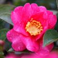 Camellia sasanqua - Camélias d'automne