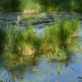 Carex pour berges et sols humides