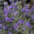 Caryopteris - Barbe-bleue