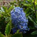 Ceanothus - Céanothes, Lilas de Californie
