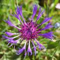 Centaurea - Centaurées
