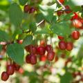 Chalefs fruitiers (Elaeagnus)