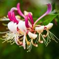 Lonicera - Chèvrefeuilles