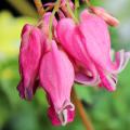 Cœur-de-Marie - Dicentra, Lamprocapnos