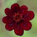 Cosmos atrosanguineus - Cosmos chocolat