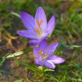 Crocus