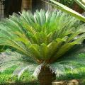 Cycas - Faux-palmier, Sagoutier