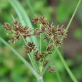 Cyperus - Souchets et papyrus