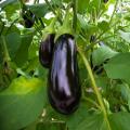 Plants d'Aubergines en mini-mottes