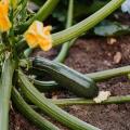 Plants de Courgettes en mini-mottes