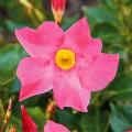 Mandevilla - Dipladénias