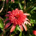 Echinacea - Echinacées