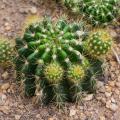 Echinopsis - Cactus