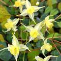 Epimedium - Fleurs des elfes