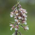 Epipactis - Orchidées de jardin