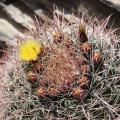 Ferocactus - Cactus tonneau