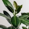Plante caoutchouc - Ficus elastica