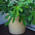 Figuiers nains et pour pots