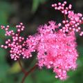 Filipendula - Filipendules
