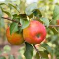 Fruitiers en promotion