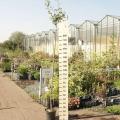Fruitiers en haute-tige