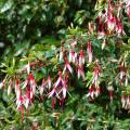 Fuchsias arbustifs