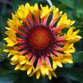 Gaillardia - Gaillardes